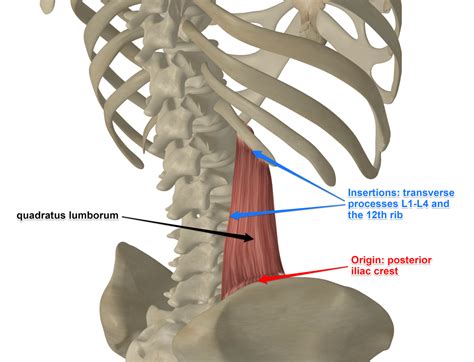 Quadratus Lumborum (QL) - Anatomy of the Muscle for Yoga