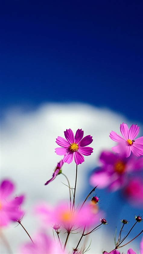 Total 88+ images fondos de pantalla hd flores hermosas imagenes ...