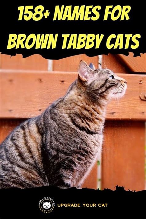 158+ Names for Brown Tabby Cats!
