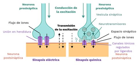 Sinapsis eléctrica - Labster Theory