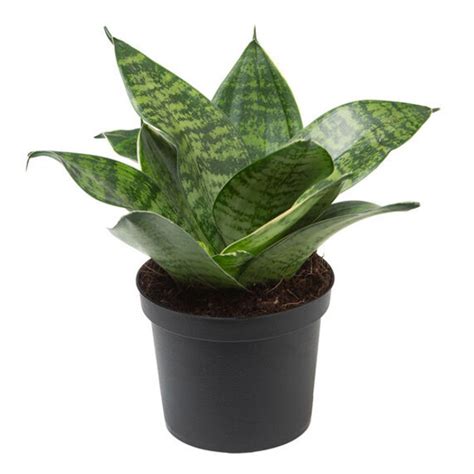 Buy Sansevieria Green Small Snake Plant Plant online at plantsguru.com