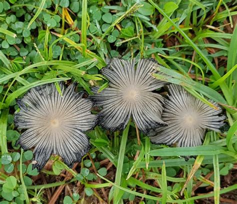 Mushrooms ToadStools Fields Meadows Cairns Great Barrier Reef Queensland Stock Photo - Image of ...