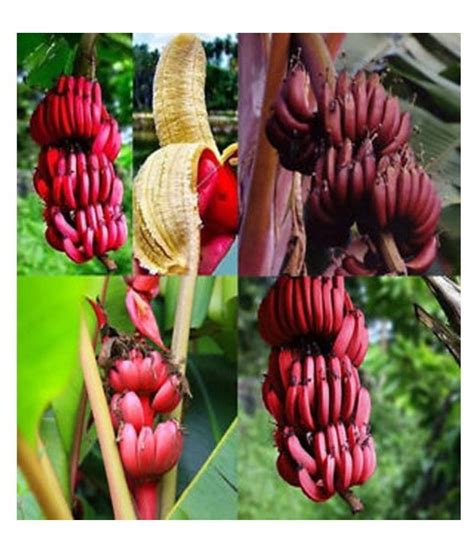 RED BANANA TREE SEEDS-100 SEEDS PACK , 100% GERMINATION: Buy RED BANANA TREE SEEDS-100 SEEDS ...