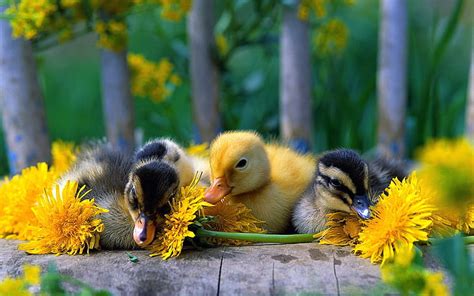 HD wallpaper: Cute little duck with yellow daisy | Wallpaper Flare