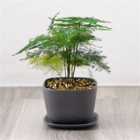 Ferns Care: Growing Ferns Indoors | Plantcarefully