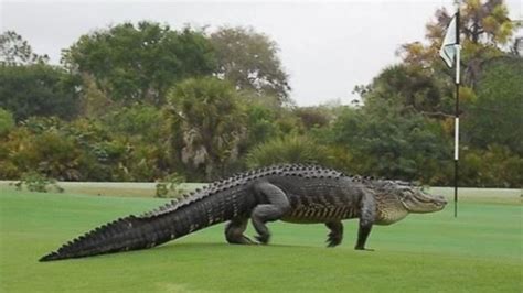 Massive Alligator Spotted Again on Florida Golf Course - ABC News