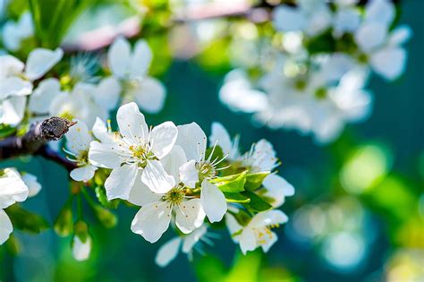 De naturaleza, , Madre naturaleza, Flor - iPhone Xs Max Flowers fondo de pantalla | Pxfuel