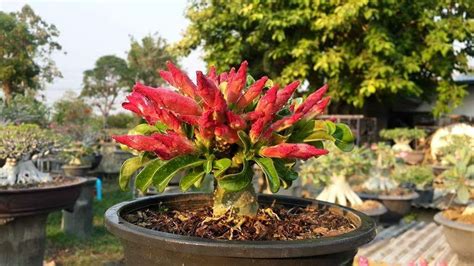 Pin by Geshar Jewelry on 0 Plants - Adeniums | Exotic plants, Adenium, Plants