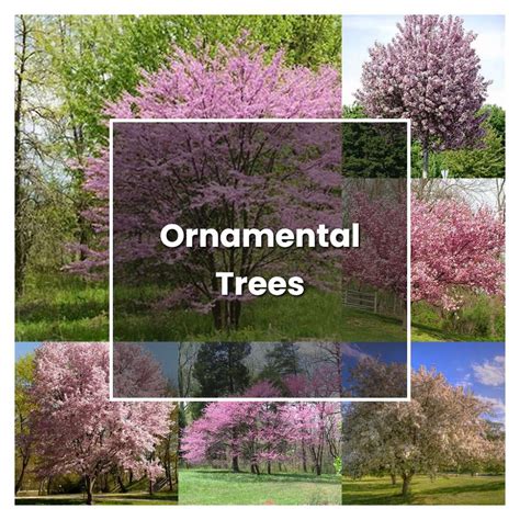 How to Grow Ornamental Trees - Plant Care & Tips | NorwichGardener