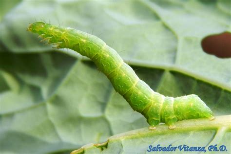 Lepidoptera-Noctuidae-Trichoplusia ni-Cabbage Looper Moth LARVA (A ...