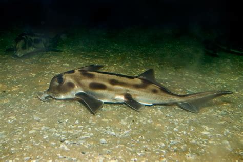 File:Elephant shark melb aquarium.jpg - Wikipedia