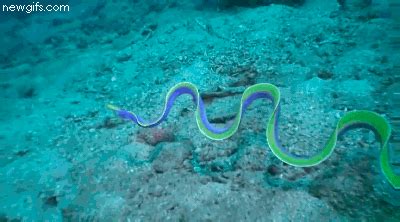 a blue and yellow snake on the ocean floor
