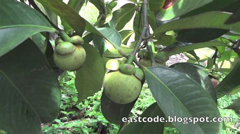 Purple Mangosteen tree Rayong Thailand - YouTube