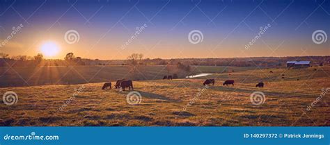 Cows Grazing at Sunset stock photo. Image of herd, cultivated - 140297372