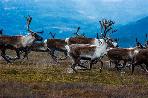 Norway Is Live Streaming Its Reindeer Migration