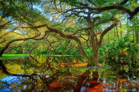 Oak Trees at Fish Eating Creek Palmdale Florida