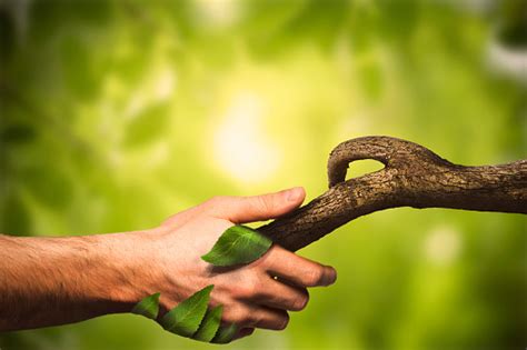 Nature Manipulation Handshaking With Nature Human Hand Nature Forest Stock Photo - Download ...