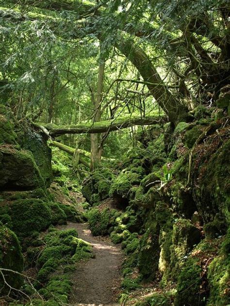 Puzzlewood (in the Forest of Dean) Gloucestershire, England | paths | Pinterest | England ...