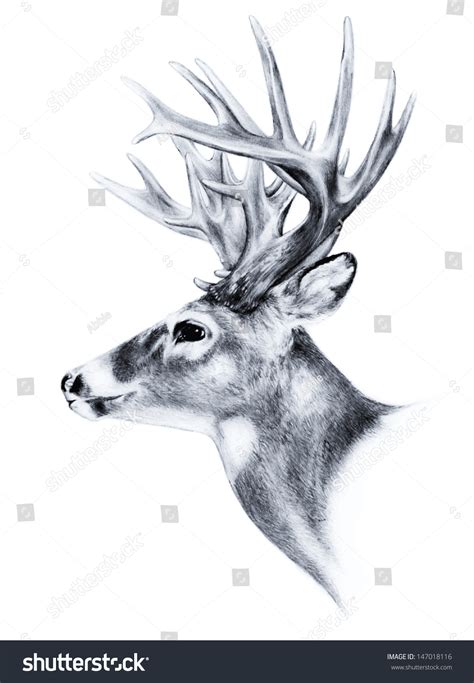 994,755 Deer Images, Stock Photos & Vectors | Shutterstock