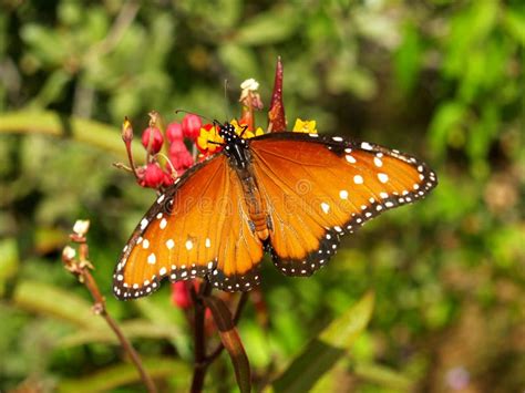 Queen Butterfly with Full Wingspan Stock Photo - Image of white, butterfly: 93688724