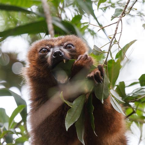 Göran Bength - foto: Ranomafana National Park (Le parc national de Ranomafana): Red-bellied Lemur