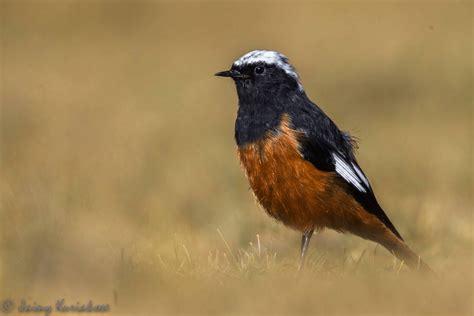 Birding In Leh Ladakh | Ladakh Wildlife Sanctuary