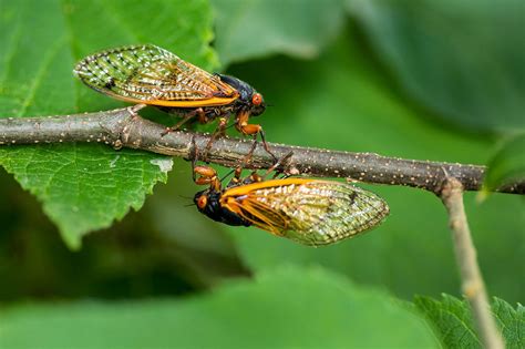 Cicada Invasion 2024 Which States - Brit Florance