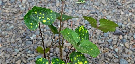 Farfugium japonicum 'Aureomaculatum' - Oceanside Garden