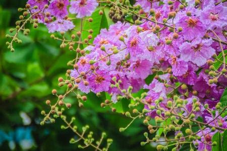 Philippine trees that enchant with ‘tropical sakura’ | Inquirer Technology