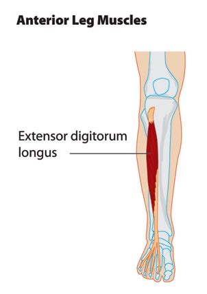 Extensor Digitorum Longus – Definition, Function, Pain, Injury and Pictures - Bodterms