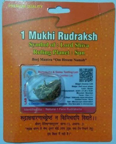 1 Mukhi (One Face) Rudraksha Certified Beads, Weight: 50 Grams at Rs ...