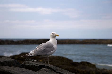 Free picture: seagull bird standing, white bird, ocean, animals, seagull
