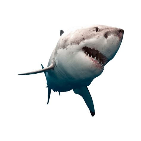 a great white shark with its mouth open in the water, against a white background