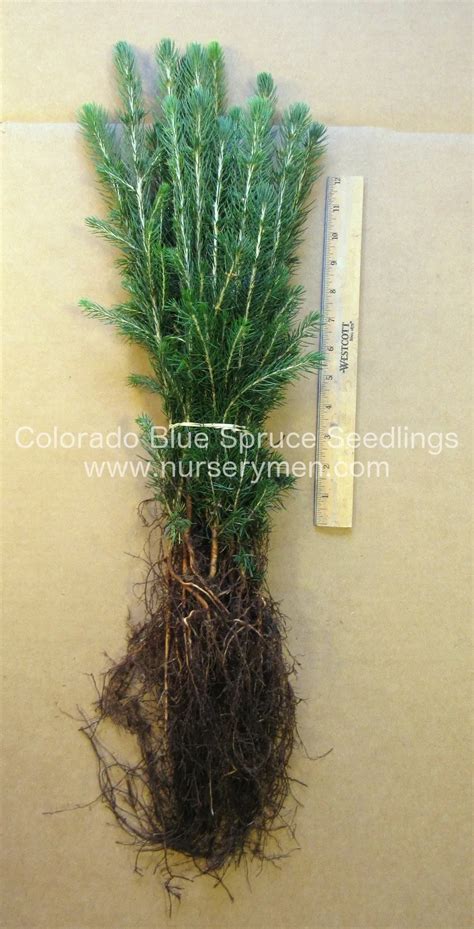 Evergreen Seedlings For Sale - Evergreen Trees For Sale