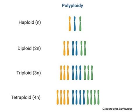 Polyploidy: Definition, Types, Causes, and Examples