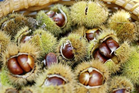 Andar per boschi a castagne in Emilia-Romagna | 24Emilia