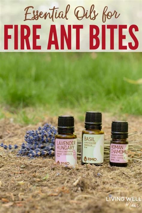 Natural Home Remedies for Fire Ant Bites (Essential Oils + More)