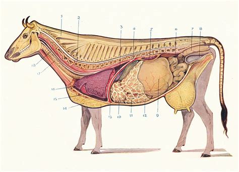 The 12 Animal Organ Systems and Their Functions