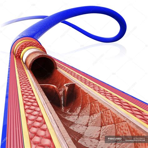 Schematic representation of human vein structure — Computer Generated, biological - Stock Photo ...