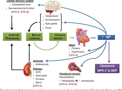 Figure 1 from Natriuretic peptides and cGMP signaling control of energy homeostasis. | Semantic ...