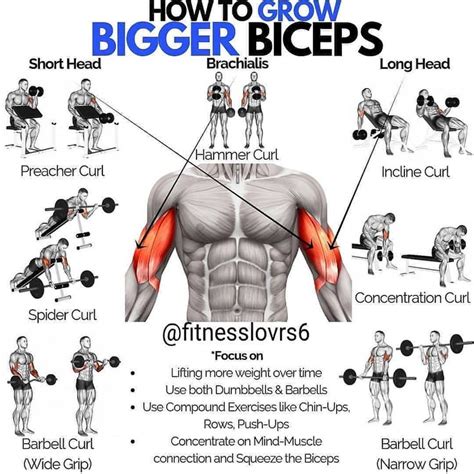 Ⓜ️ Growing Bigger Biceps by @fitnesslovrs6 ⠀ If you want a pair of jaw ...