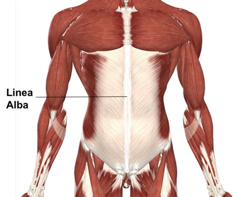 Joints, Ligaments and Connective Tissues – Advanced Anatomy 2nd. Ed.