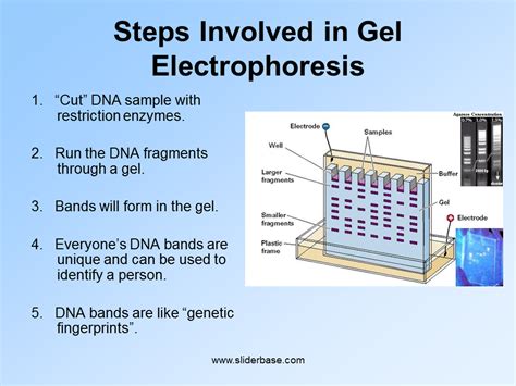 Polymerase Chain Reaction PCR