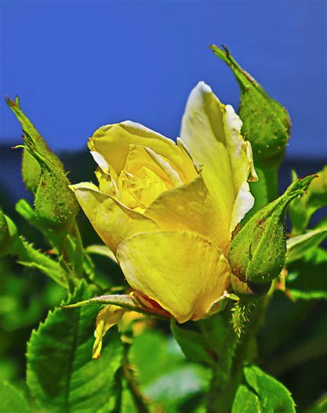 Yellow Friendship Rose Photograph by Joyce Dickens - Fine Art America