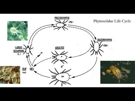 Phytoseiulus persimilis [Persimilis Mite] Consuming Tetranychus urticae ...