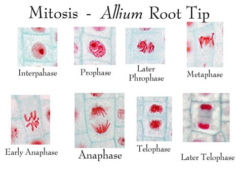 4 Phases Of Onion Mitosis Diagram Biology Worksheet, Mitosis