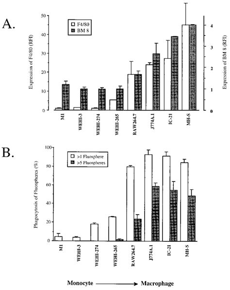 Expression of macrophage markers F4/80 and BM 8 (A) and phagocytosis of ...