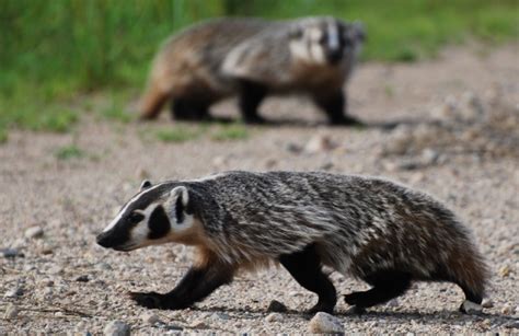 American Badger - Nature Canada