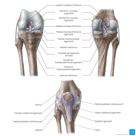 Knee - Physiopedia