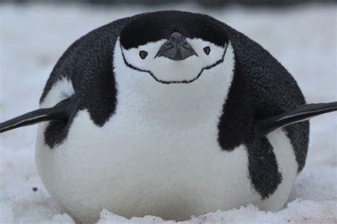 Chinstrap penguin : r/aww